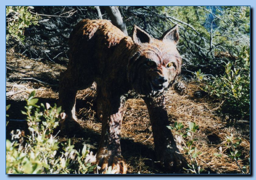 2-05 bobcat-archive-0001